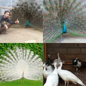 48 Gambar Burung Merak Biru Gratis